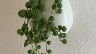 観葉植物 花かんむりを編みながら